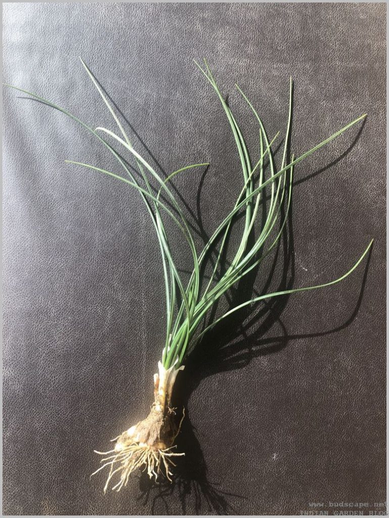 CROCUS SAFFRON PLANT IDENTIFICATION GARDENING FOR BEGINNERS