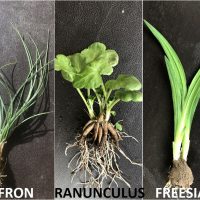 FLOWER BULB PLANT IDENTIFICATION