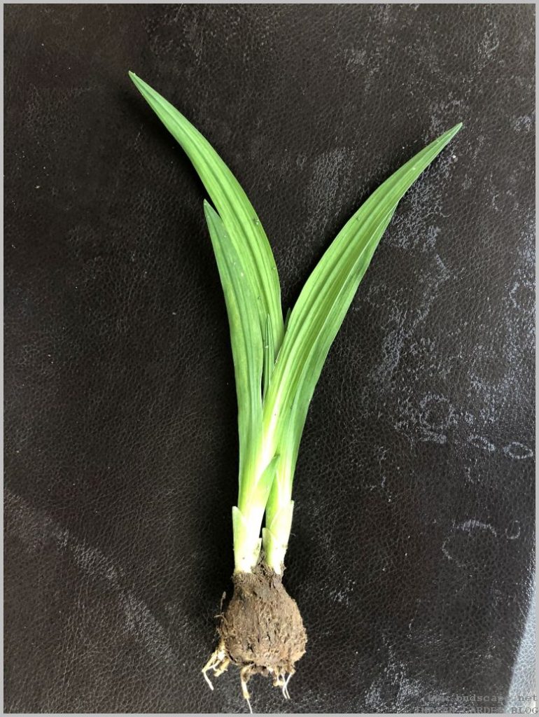 FLOWER BULB PLANTS IDENTIFICATION GARDENING FOR BEGINNERS