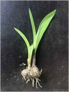 GLADIOLUS PLANT IDENTIFICATION