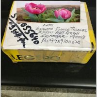 buy-flower-bulbs-online-india-3