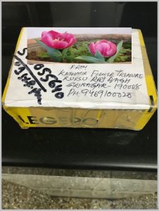 buy-flower-bulbs-online-india-3