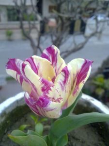 buy-tulip-bulbs-online-india-1