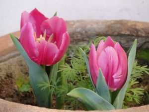 buy-tulip-bulbs-online-india-1