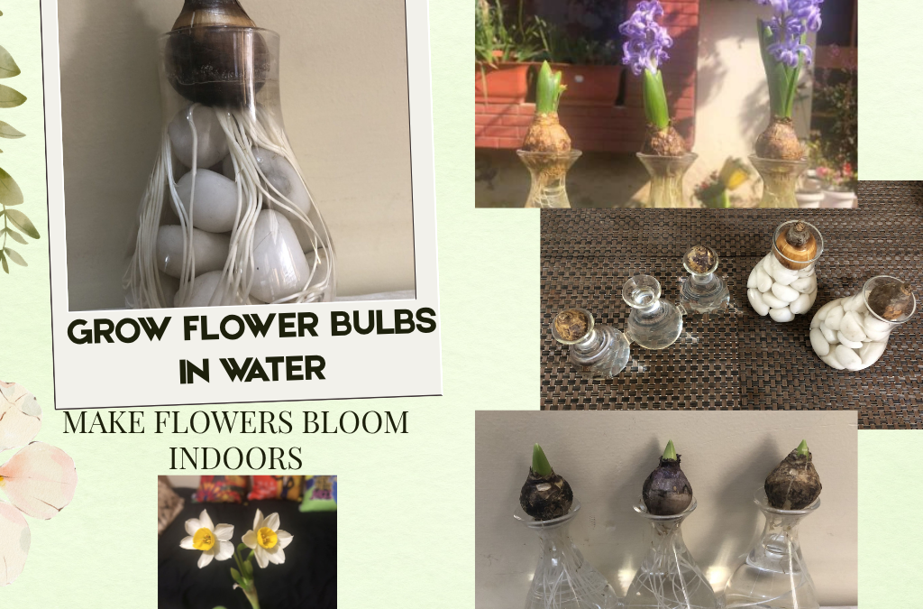 Grow Flower Bulbs in Water – Daffodil, Hyacinth Indoors