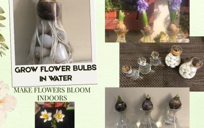 Grow Flower Bulbs in Water – Daffodil, Hyacinth Indoors