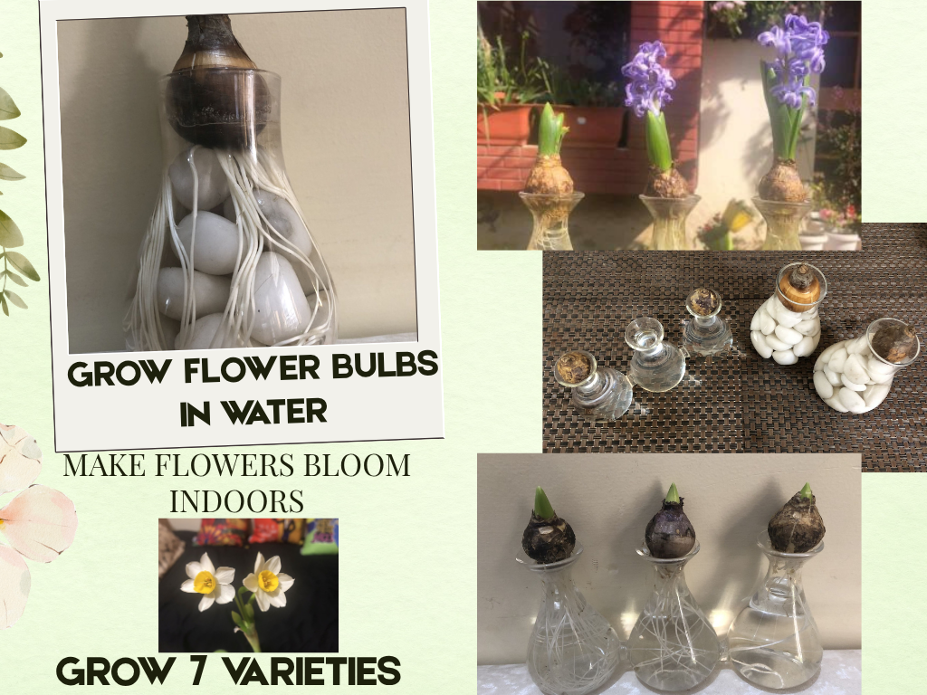 GROW FLOWER BULBS IN WATER INDOORS
