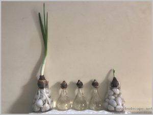 grow-flower-bulbs-water-indoor-1