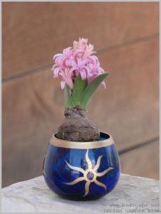 grow-hyacinth-bulb-water-1