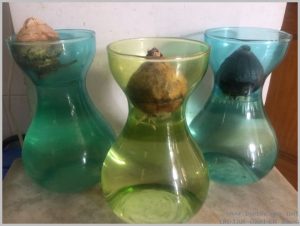 grow-hyacinth-bulb-water-2