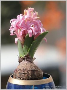 grow-hyacinth-bulb-water