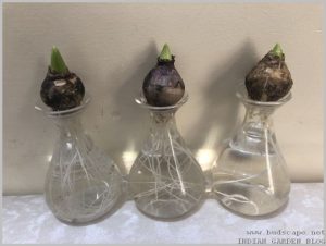 grow-hyacinth-bulb-water-3