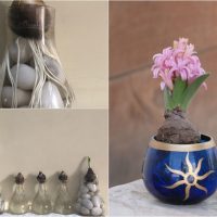 grow-hyacinth-daffodil-water-indoor