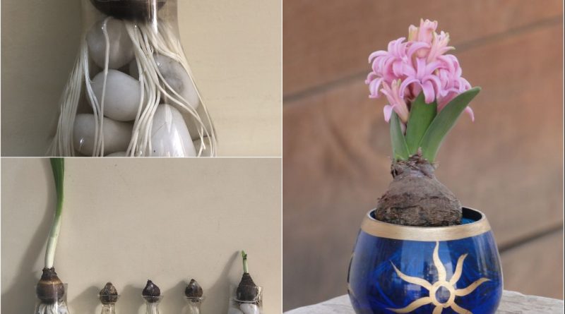 grow-hyacinth-daffodil-water-indoor