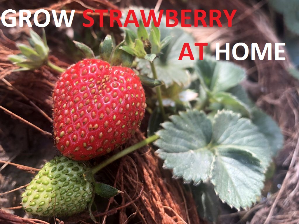 How to Grow Strawberries at Home Container Gardening GARDENING FOR