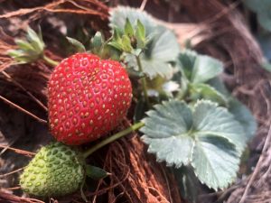 how-grow-strawberry-at-home