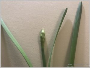 plant-daffodil-water-2