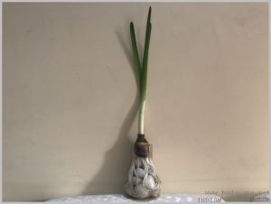 plant-daffodil-water-3