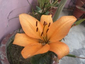 asiatic-lily-orange-lilium
