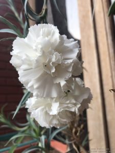 carnation-white-big