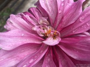 dahlia-pink-rain-water-drops
