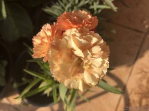 dwarf-carnation-peach
