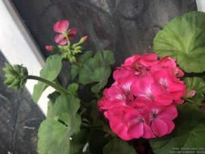 geranium-hot-pink