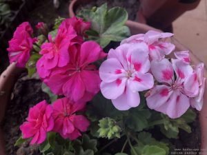 hanging-geranium-ivy-pink