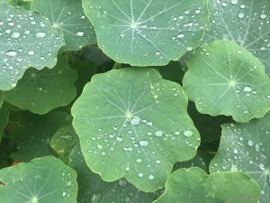 nasturtium-leaves-rainfall