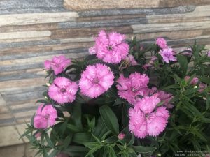 pink-dianthus-pattern