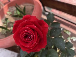 proper-red-rose-bouquet