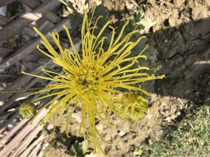 spider-chrysanthemum-yellow