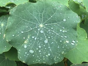 water-drops-leaf-close-up