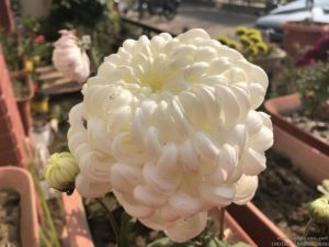 white-ball-chrysanthemum