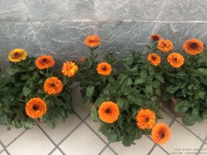 winter-flowers-calendula-pots