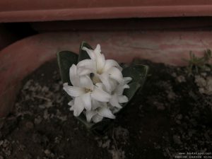 winter-flowers-hyacinth-white