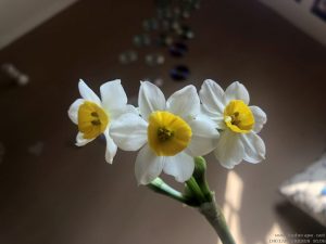 yellow-white-narcissus-indoor