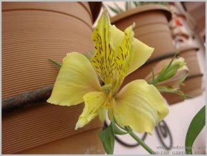 summer-flowers-india-alstroemeria