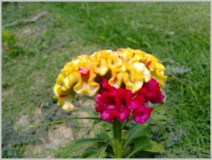summer-flowers-india-cockscomb