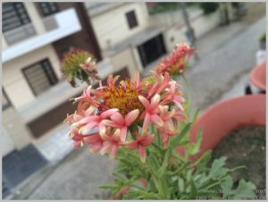 summer-flowers-india-gaillardia