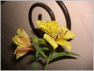 summer-flowers-india-peruvian-lily