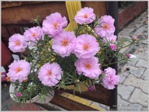 summer-flowers-india-portulaca