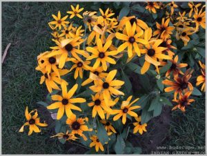 summer-flowers-india-rudbeckia