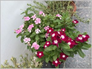 summer-flowers-india-vinca
