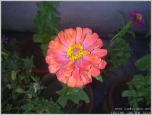 summer-flowers-india-zinnia