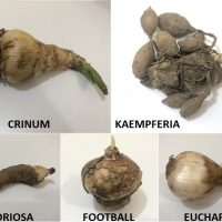 IDENTIFY FLOWER BULBS SUMMER