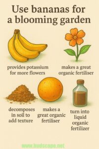 banana-fertiliser-uses-for-organic-garden