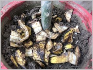 banana-peel-uses-homemade-fertilizer-1
