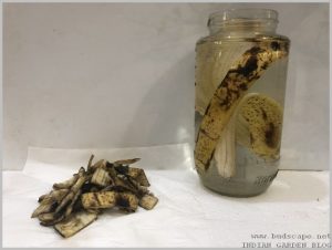 banana-peel-uses-homemade-fertilizer