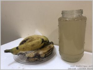 banana-peel-uses-homemade-fertilizer-5
